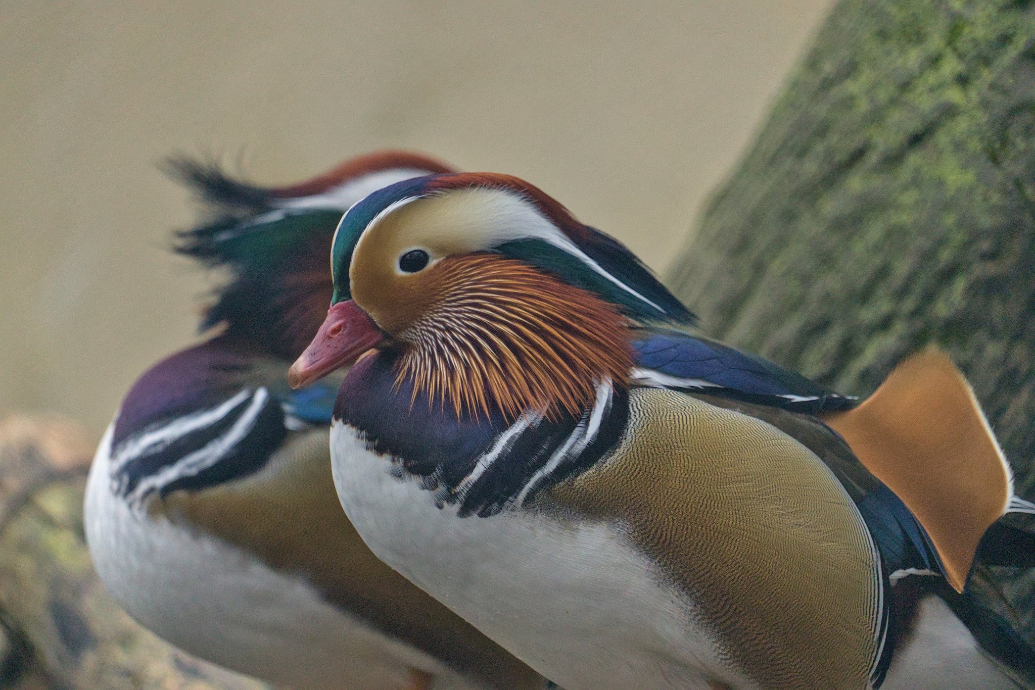 Мандаринка