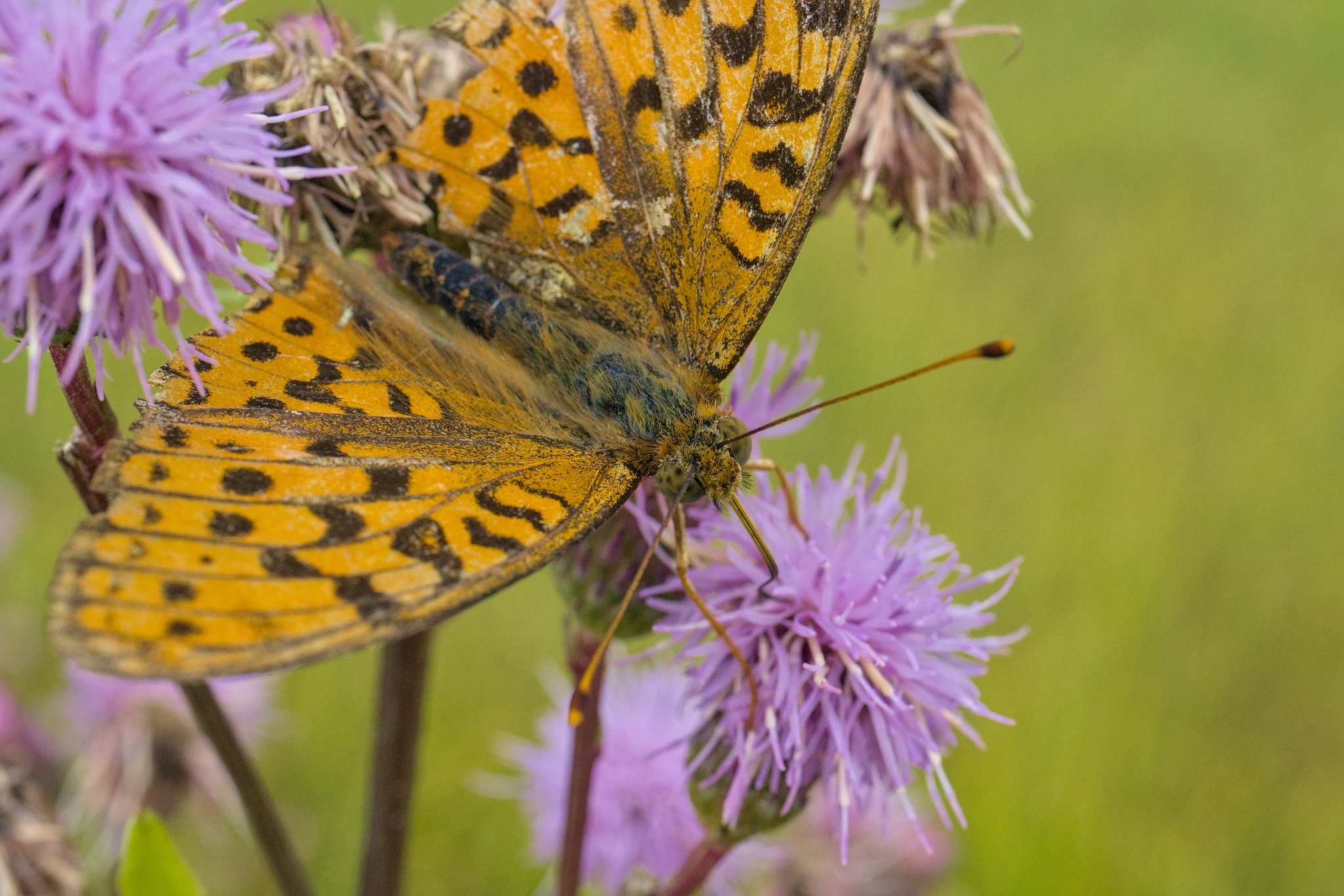 Перламутровка