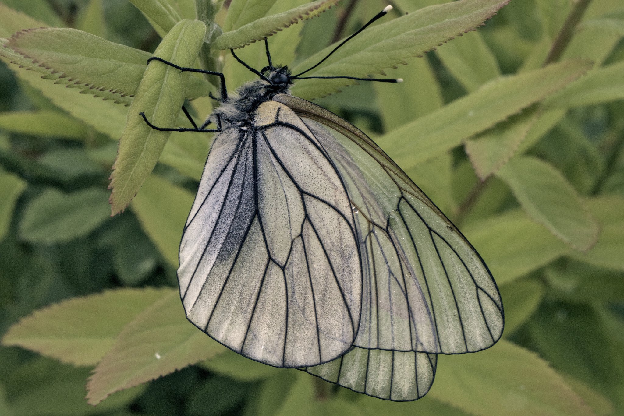 Боярышница