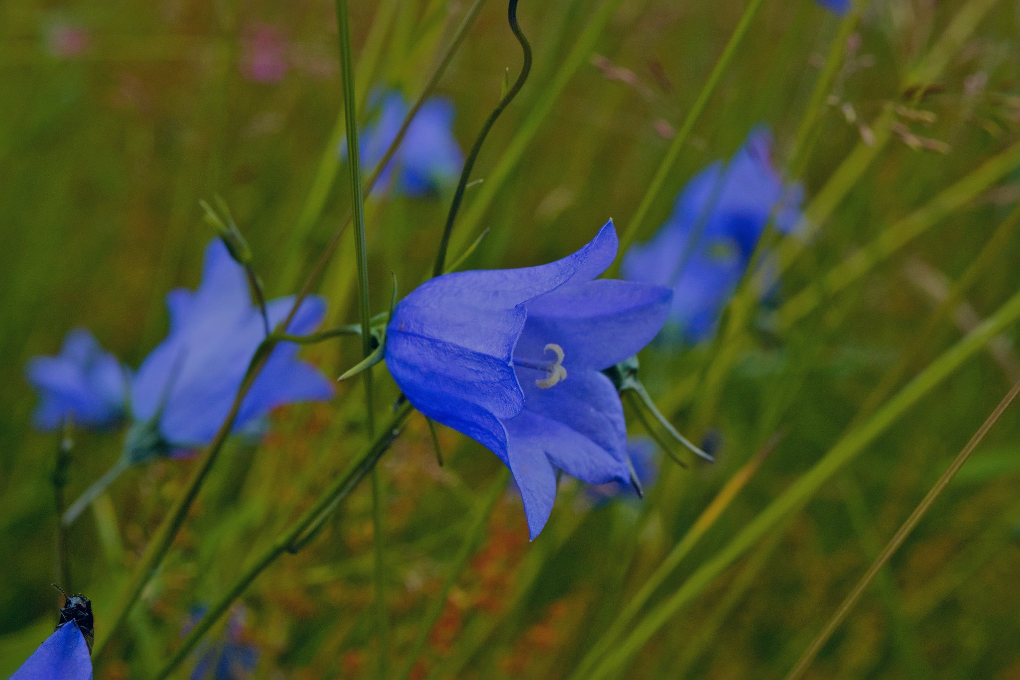 Колокольчик