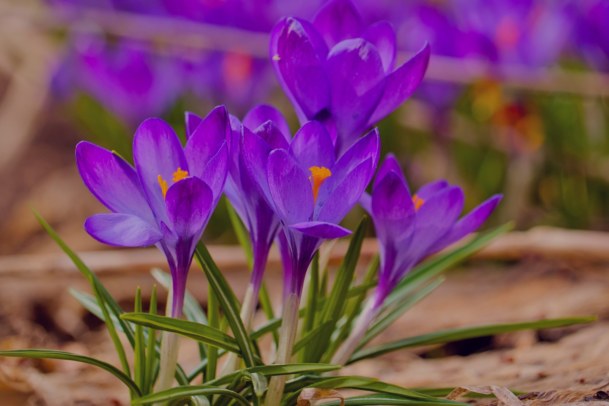 Крокусы