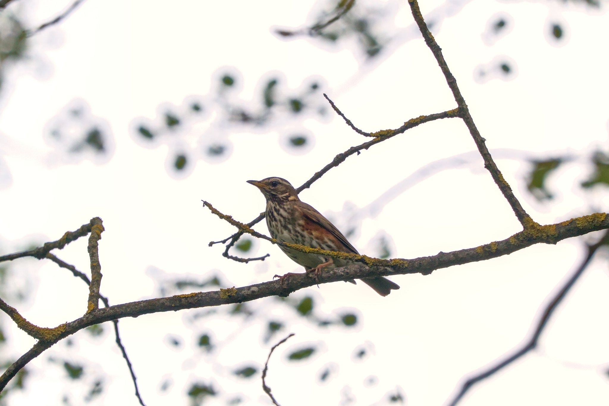 Белобровик