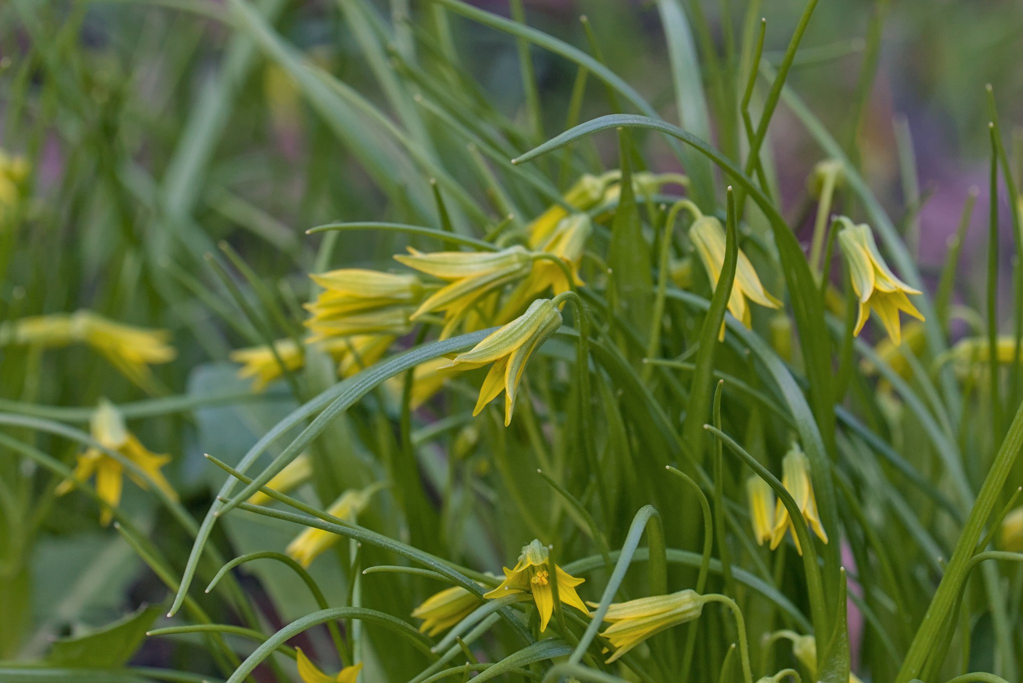 Гусиный лук