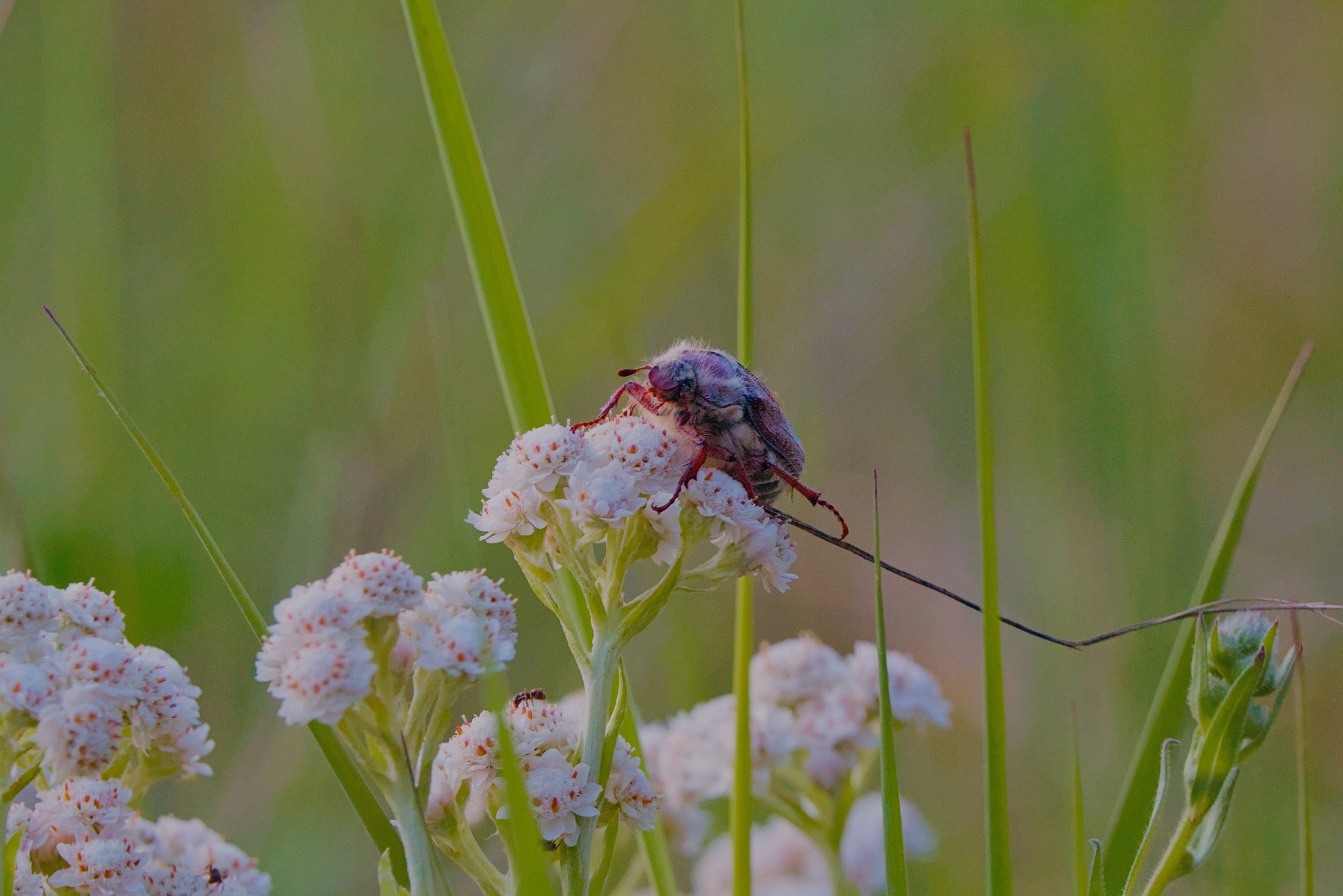Майский жук