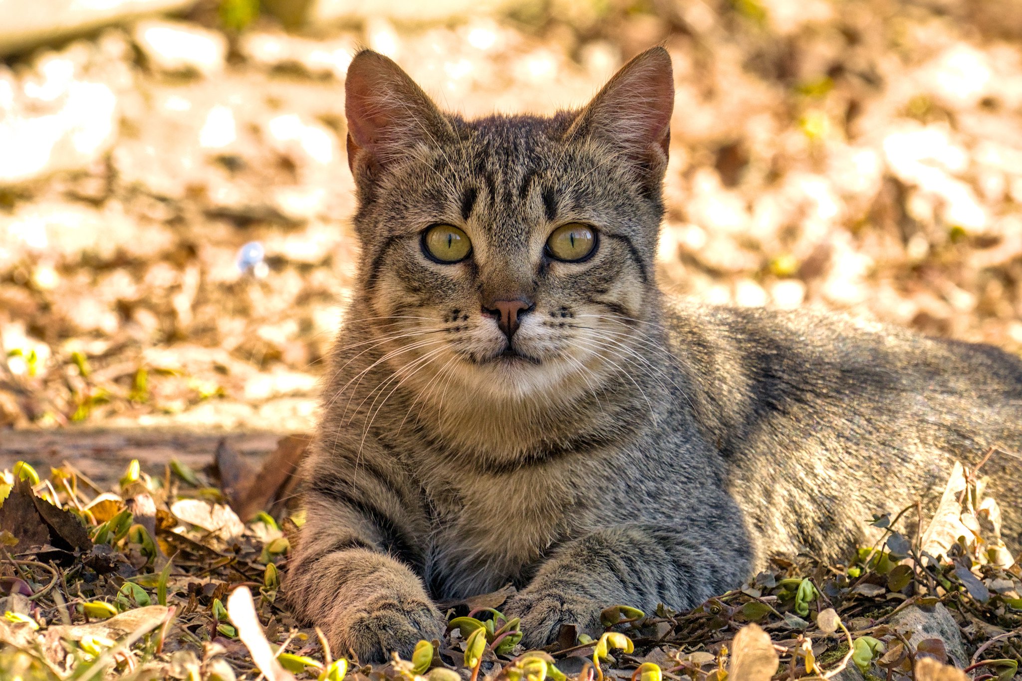 Кошка