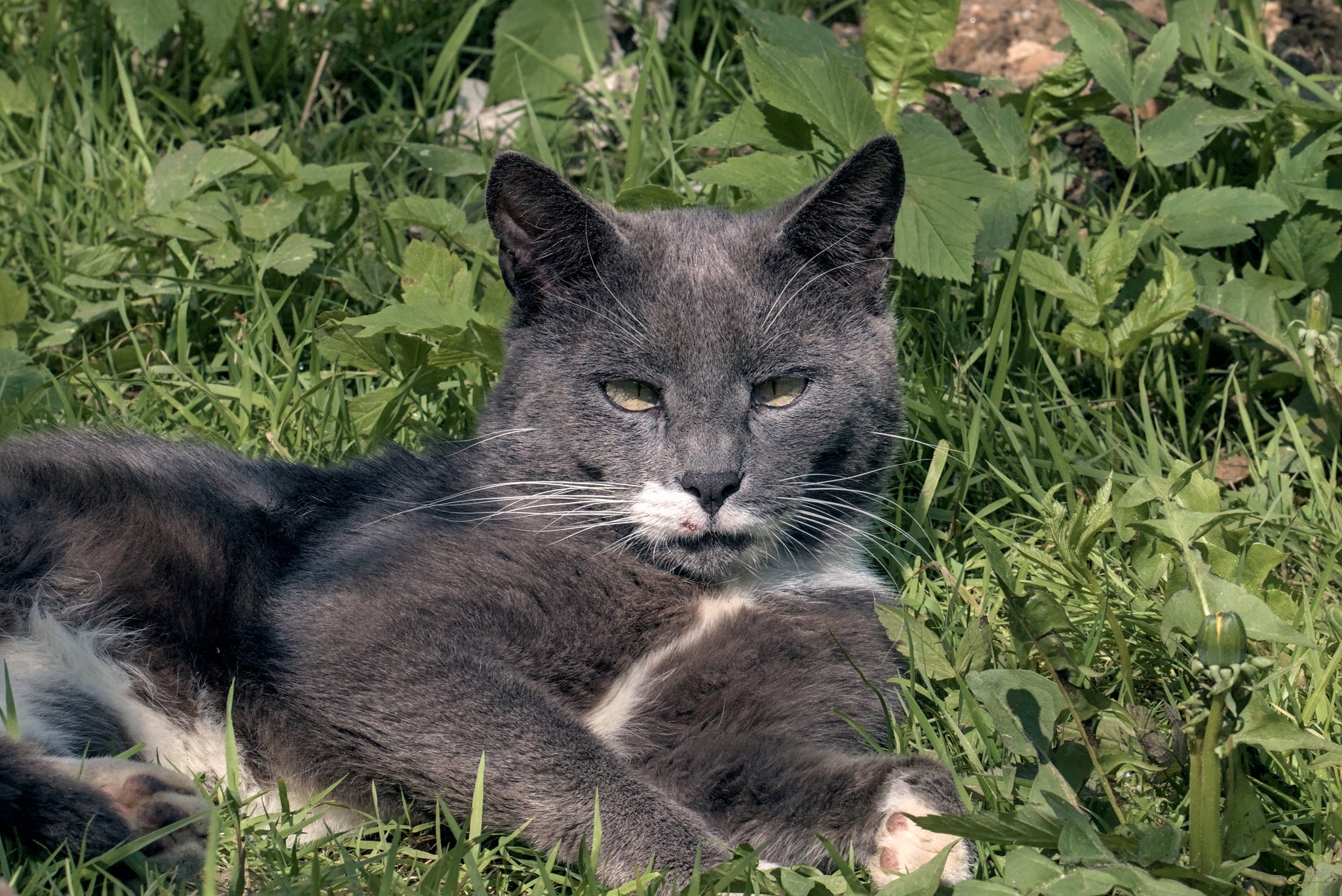 Кот