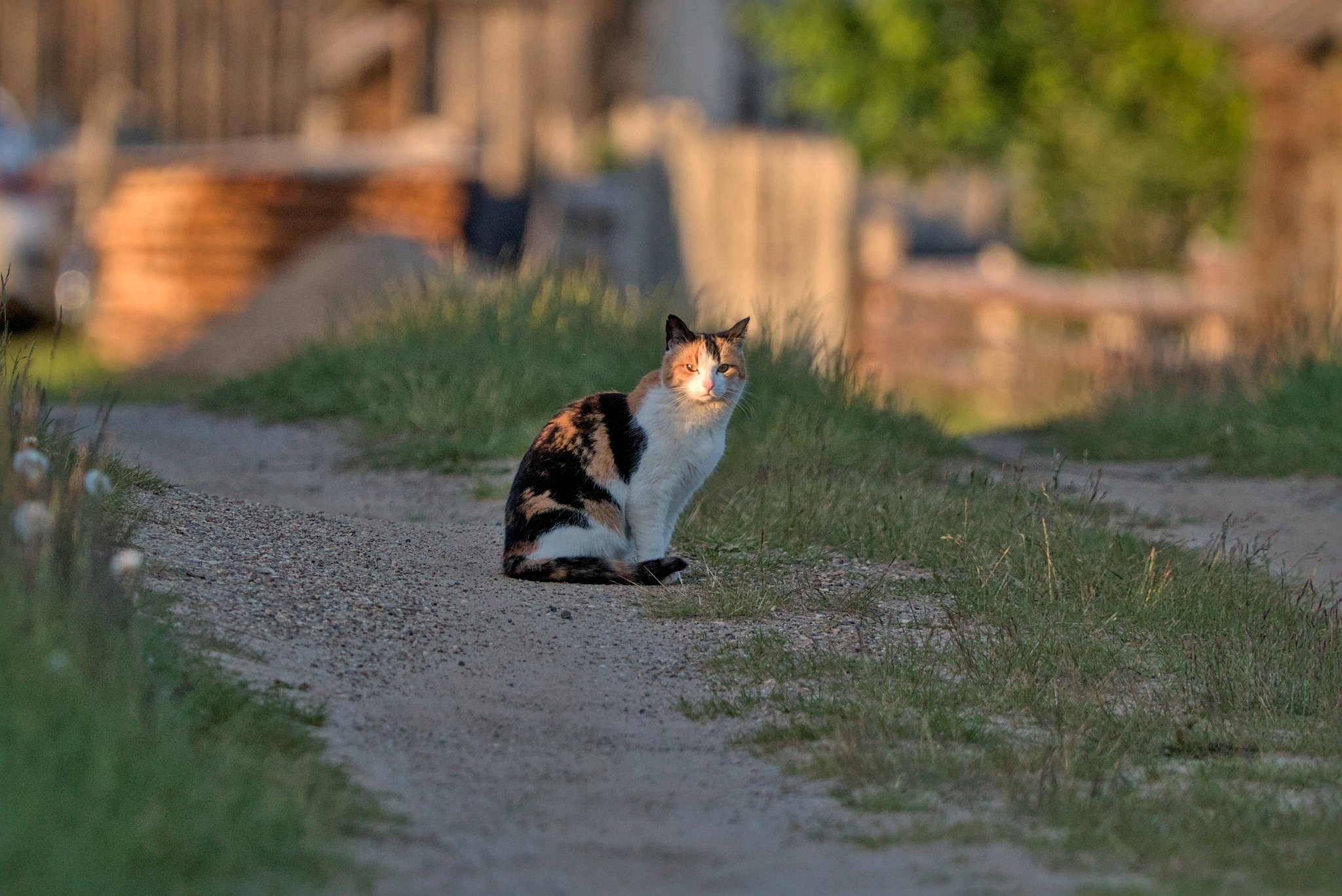 Кошка