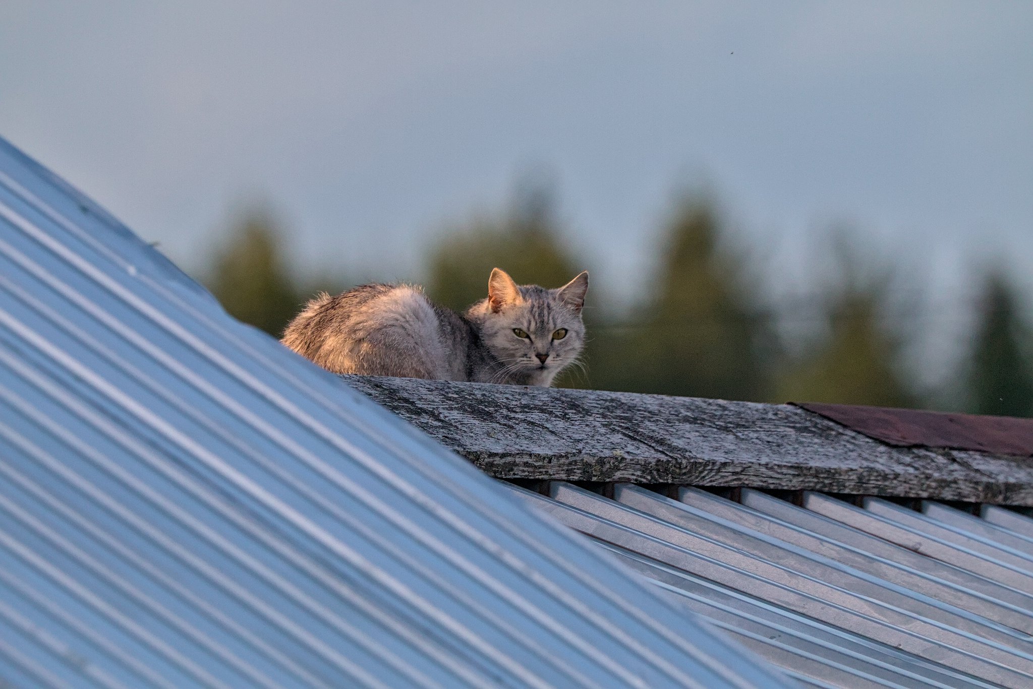Кошка