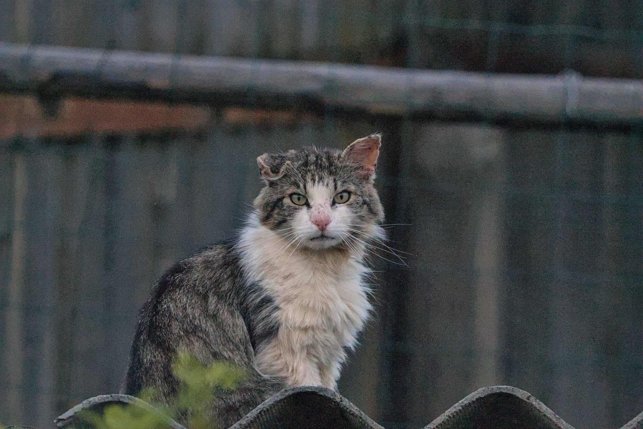 Кот