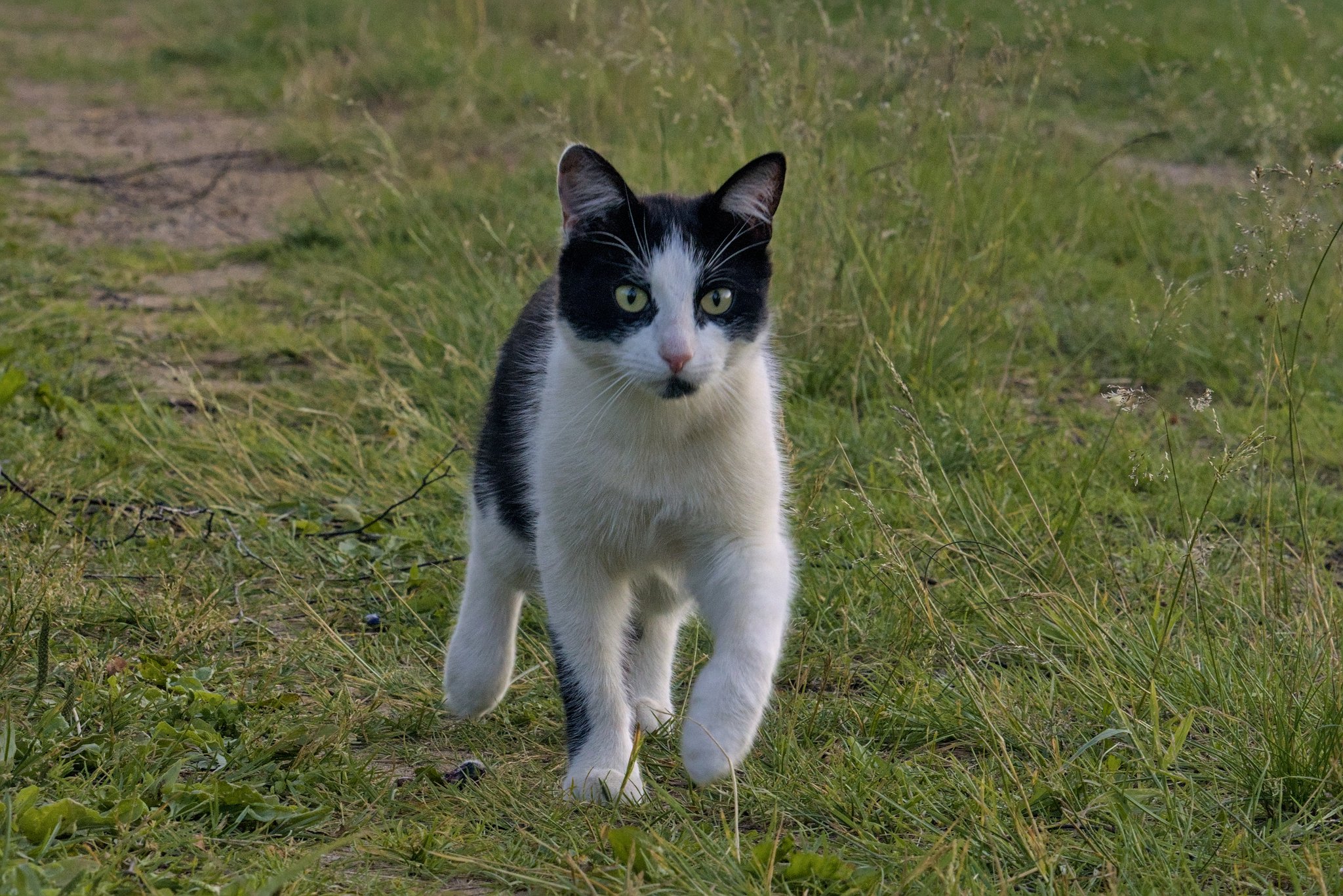 Кот