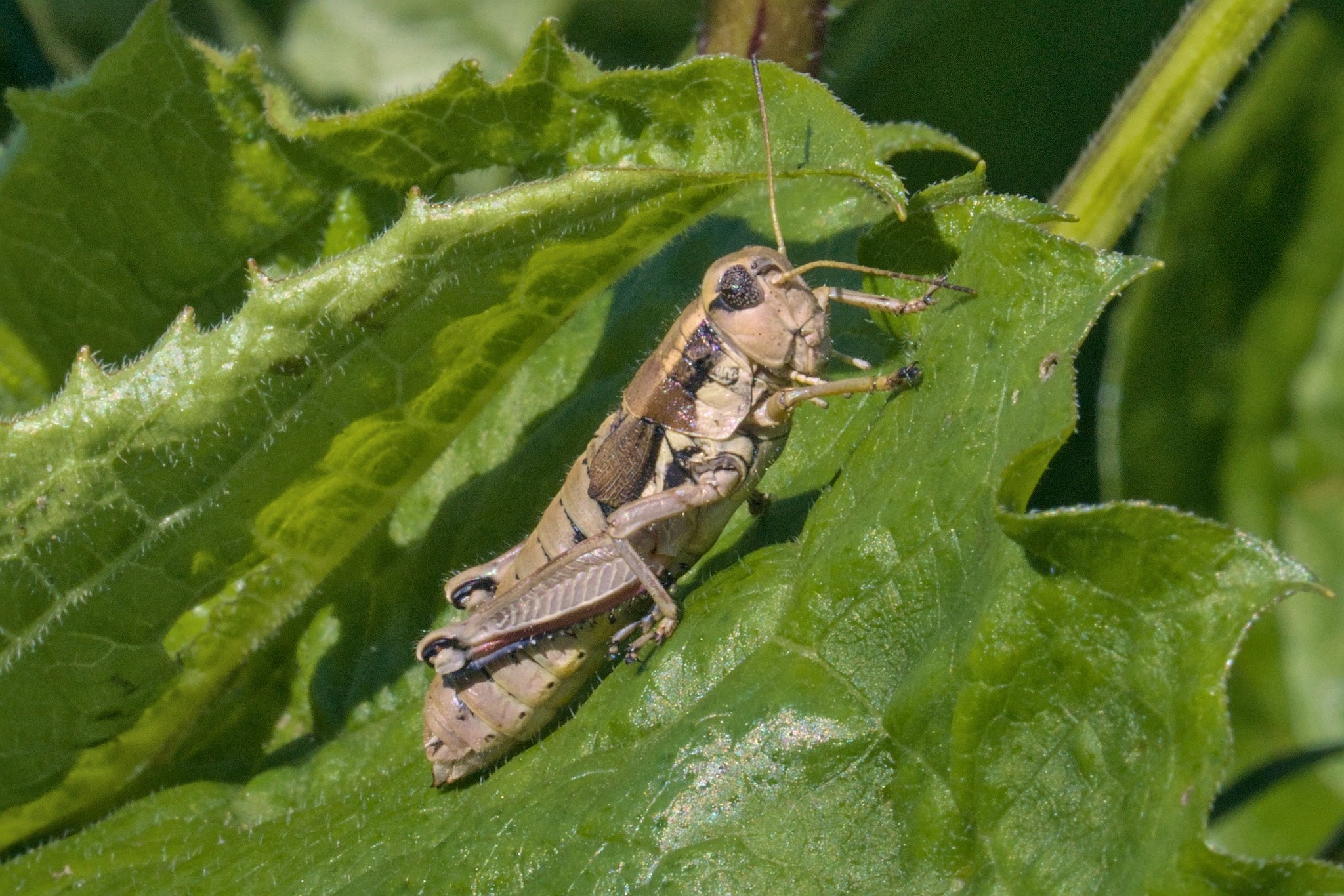 Кузнечик