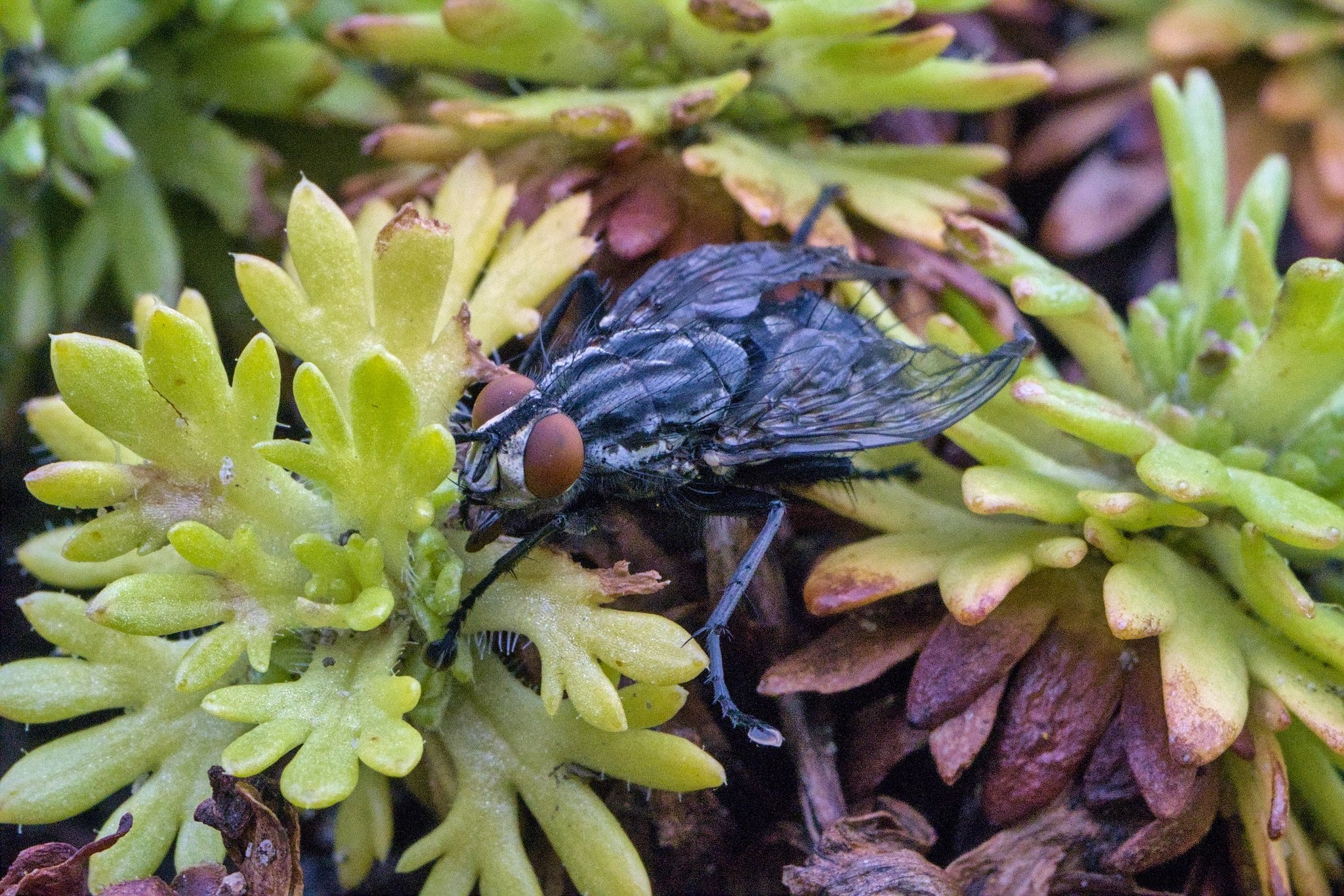 Муха
