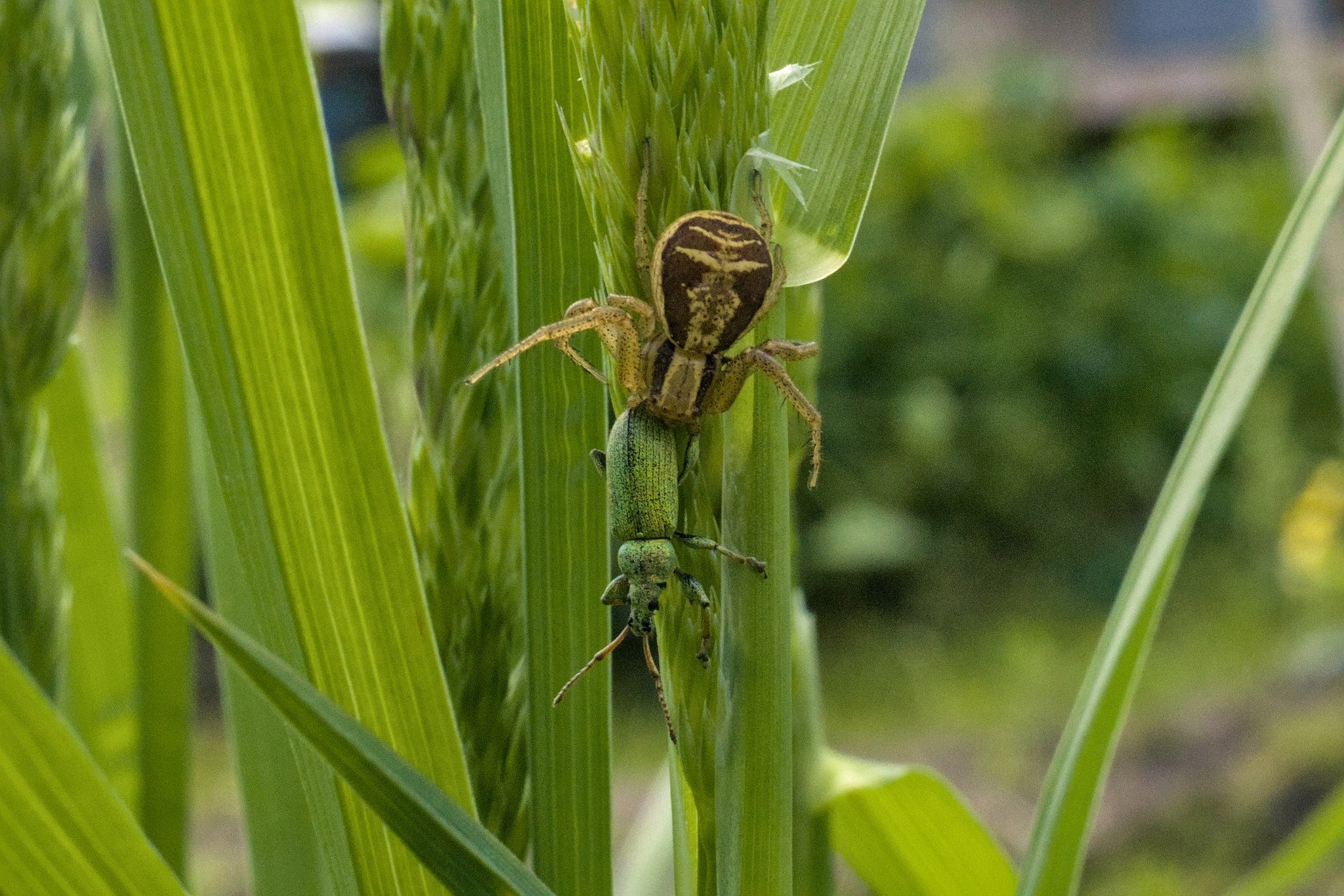 Паук