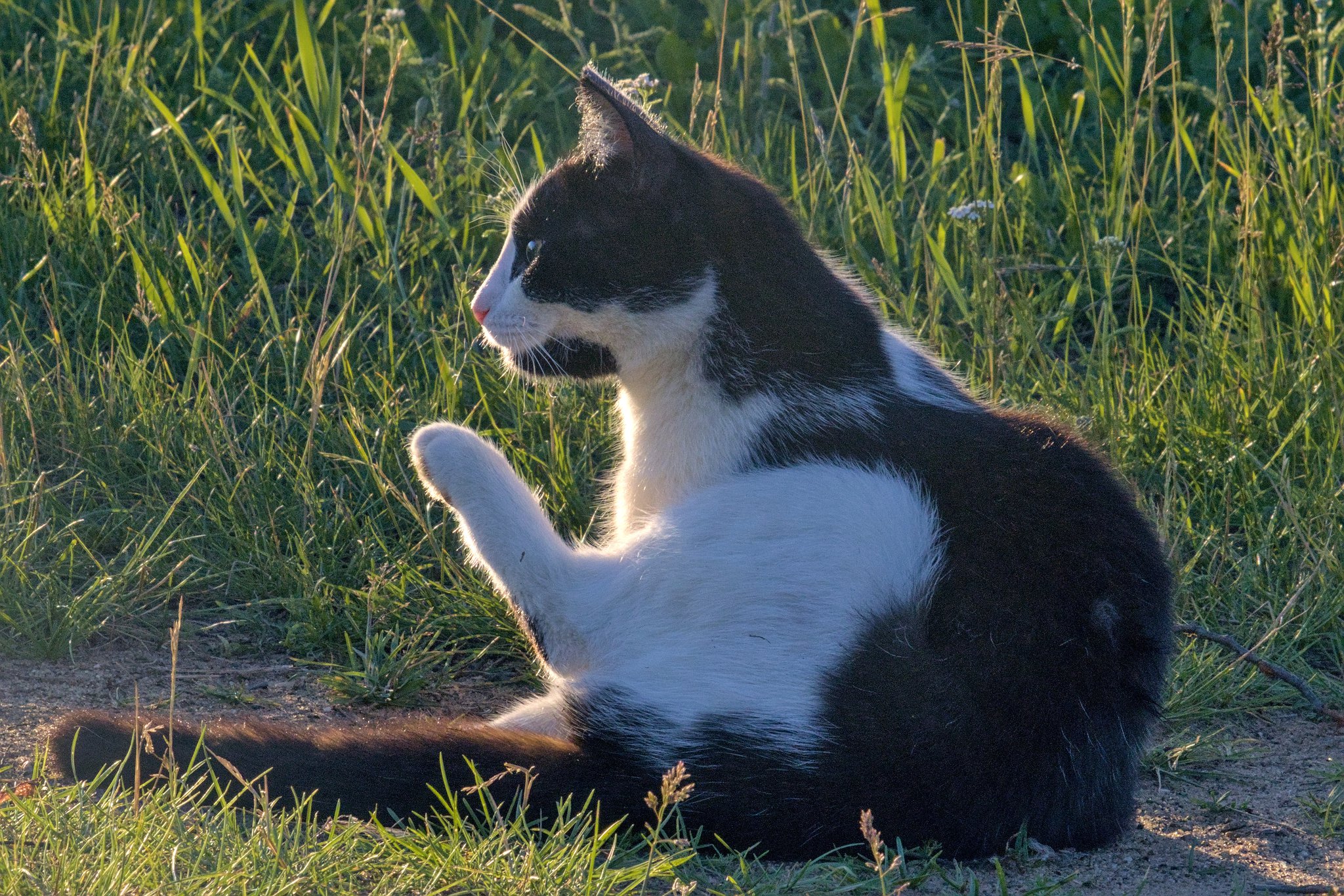 Кот