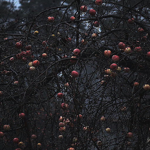 Яблоки