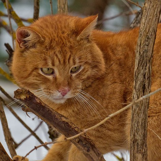 Кот