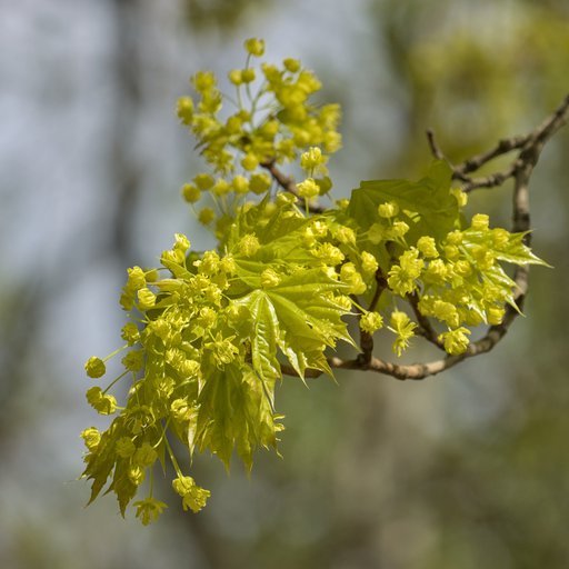 Клён