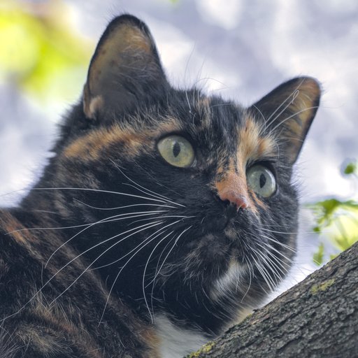 Кошка
