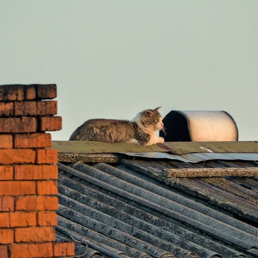 Кот