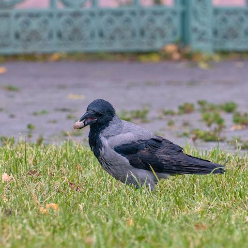 Ворона