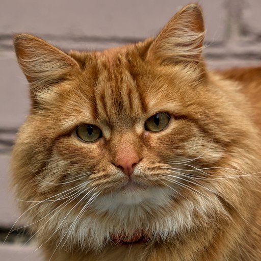 Кот