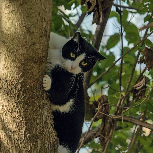 Кот