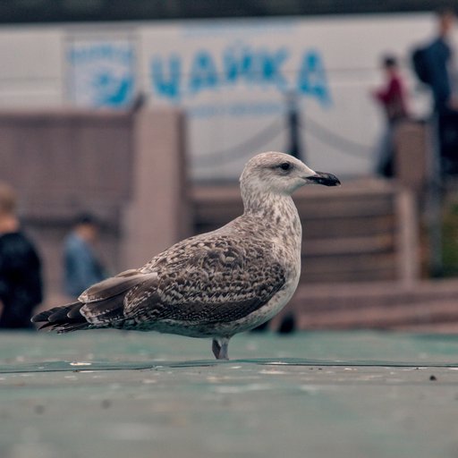 Чайка