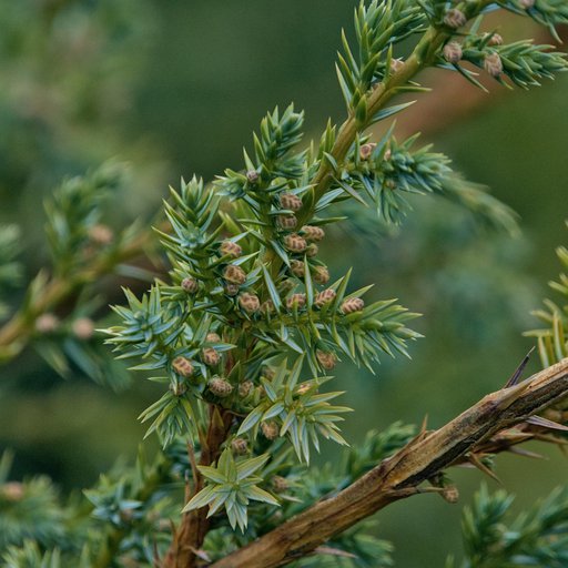 Можжевельник