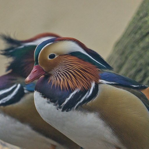 Мандаринка