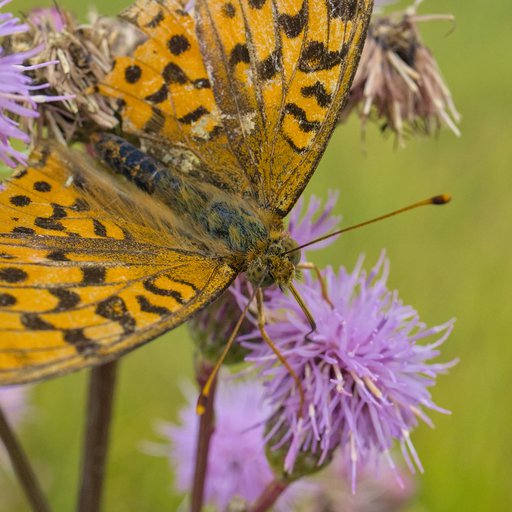Перламутровка