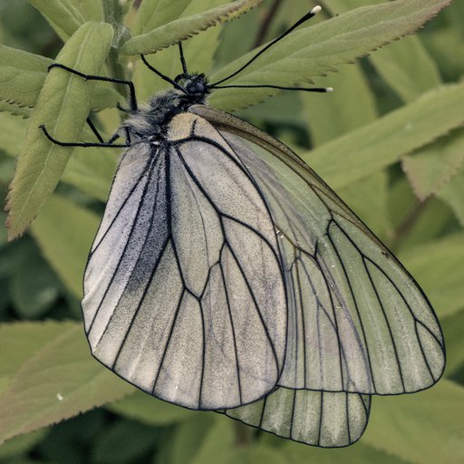 Боярышница