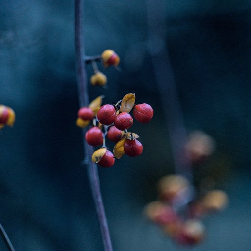 Древогубец