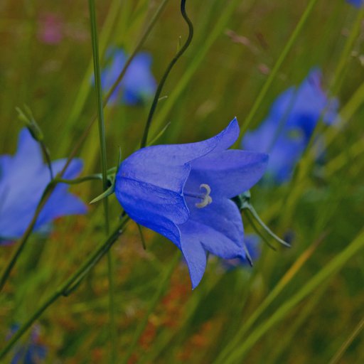 Колокольчик