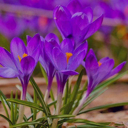 Крокусы