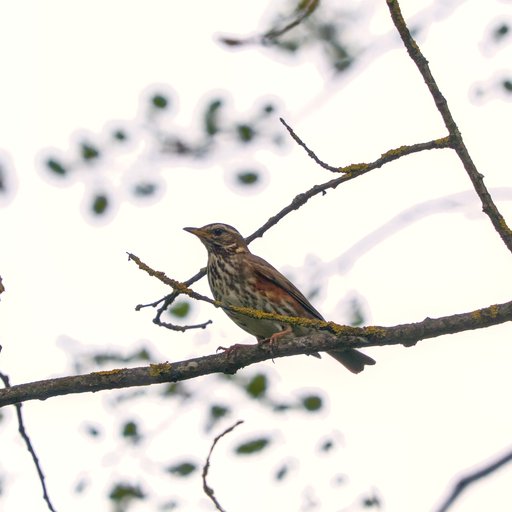 Белобровик