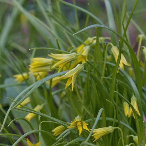 Гусиный лук