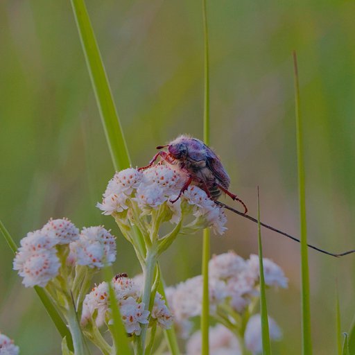Майский жук
