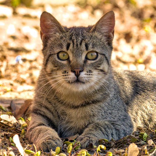 Кошка