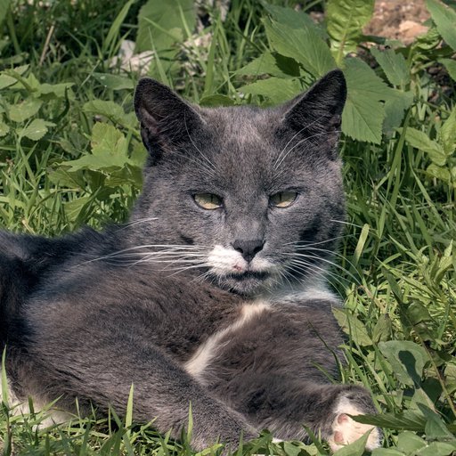 Кот