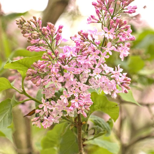 Сирень
