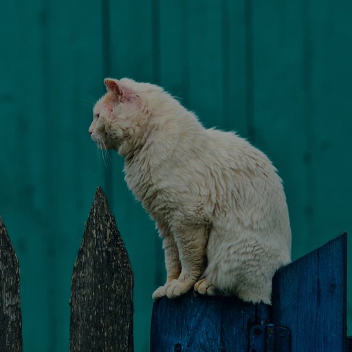 Кот