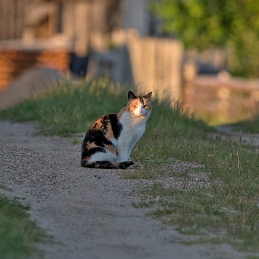 Кошка