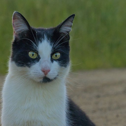 Кот