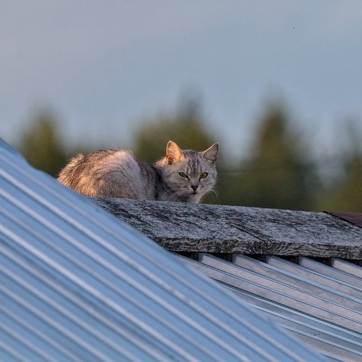 Кошка