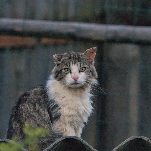 Кот