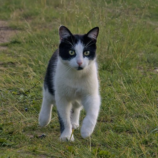 Кот