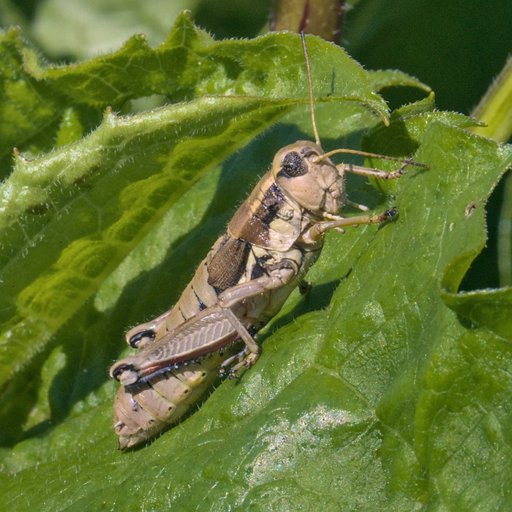 Кузнечик