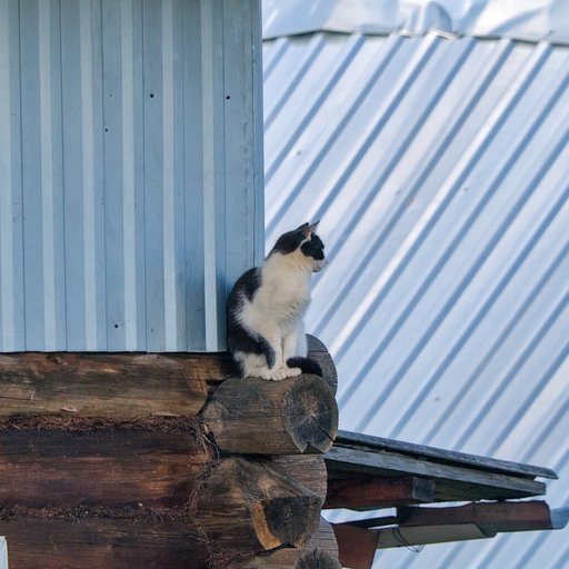 Кот