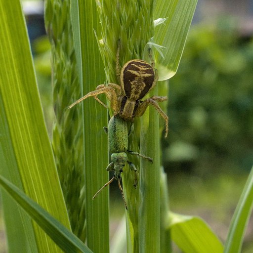 Паук
