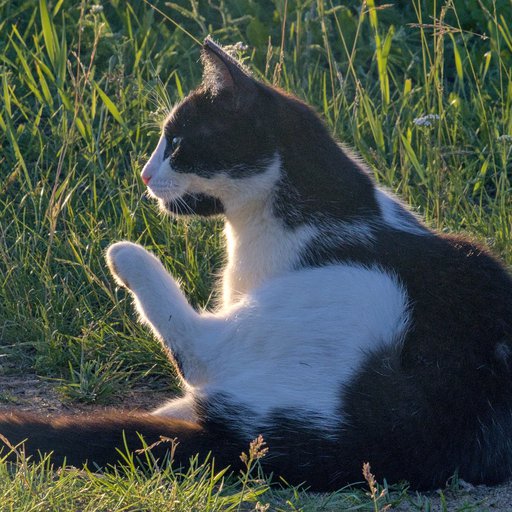 Кот